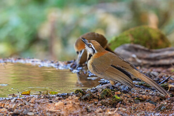 Lesser Necklaced Laughingthrush (Garrulax monileger) standing on puddle in the rainforest.