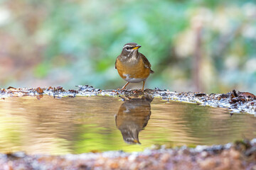 Eyebrowed Thrush (Turdus obscurus) bird standing on puddle in the rainforest.