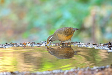 Eyebrowed Thrush (Turdus obscurus) bird standing on puddle in the rainforest.
