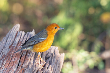 Female bird Orange-headed Thrush  (Geokichla citrina)in the rainforest.