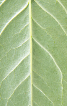 Fresh green leaf texture background image