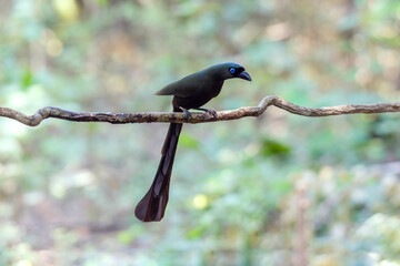 Black bird blue eyes Racket-tailed Treepie (Crypsirina temia) Sticking to the branches in the rainforest.