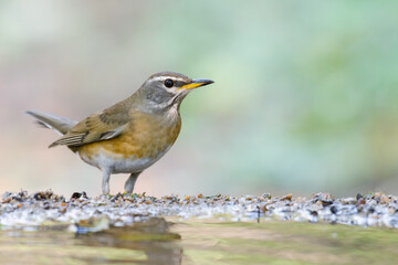 Eyebrowed Thrush (Turdus obscurus) bird standing on puddle in the rainforest.