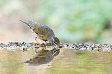 Eyebrowed Thrush (Turdus obscurus) bird standing on puddle in the rainforest.
