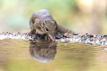 Treeshrew was drinking water in a small puddle.