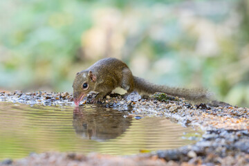 Treeshrew was drinking water in a small puddle.