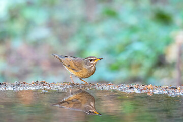 Eyebrowed Thrush (Turdus obscurus) bird standing on puddle in the rainforest.