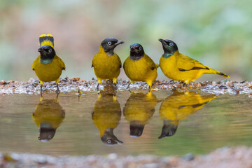 Four yellow birds Black-headed Bulbul (Brachypodius atriceps )  standing on puddle in the rainforest.