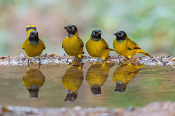 Four yellow birds Black-headed Bulbul (Brachypodius atriceps )  standing on puddle in the rainforest.