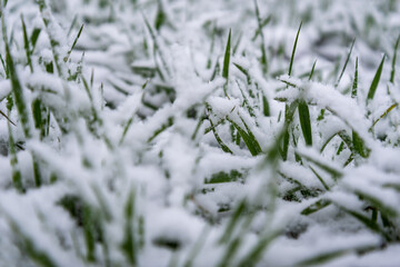 Wheat under the snow.