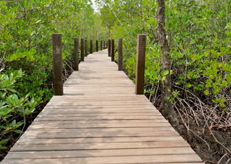 The wooden walkway in the mangrove forest