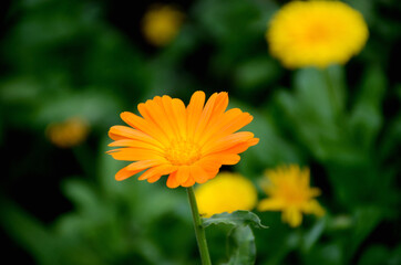 the beautiful calendula orange flower with leaves and plant in the garden.