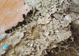 Group of termites (Isoptera spp.) bite on the wood furniture