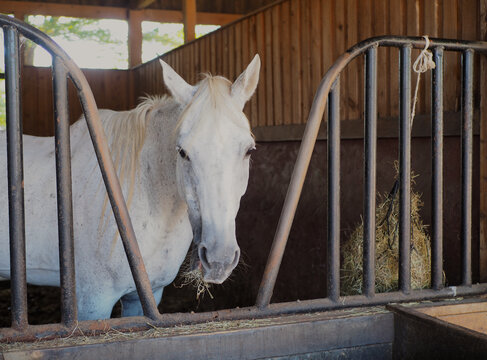 White colour horse in the barn