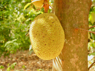 Jack fruit on the tree