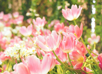 Obraz na płótnie Canvas Colourful tulip flower in the garden