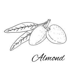  Almond. Branches with leaves and fruit.  Nuts and kernels. Hand drawn vector illustration isolated on white background.