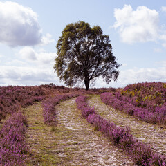 Lines in the heather leading to a lone tree