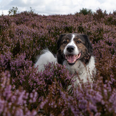 Dog in the heather as part of a country walk