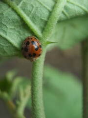 ladybird on a leaf