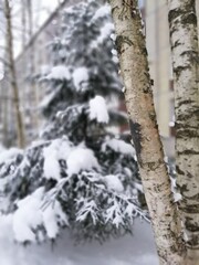 Obraz premium beautiful spruce twigs on the street in the city on a frozen winter frosty day