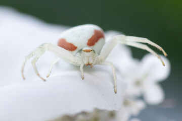 Misumena vatia en una flor blanca