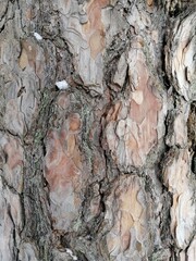 brown tree bark texture background