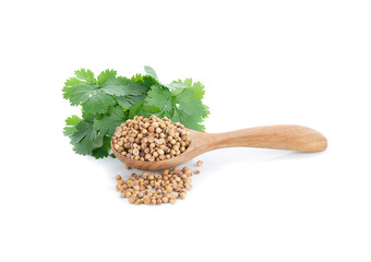 coriander isolated on white background