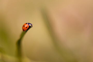 Obraz premium Ladybug on a leaf