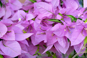 Blooming pink Bougainvillea flowers, native to South America and grown in tropical climates, used...