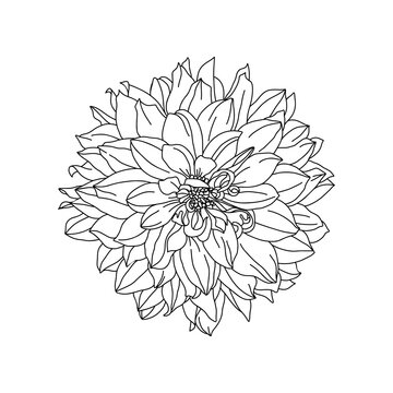 Dahlia, garden flower. Line art silhouette. Vector outline illustration.