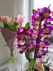 beautiful blooming Dendrobium nobile orchid with a bouquet of colorful tulips in pink paper packaging in the kitchen