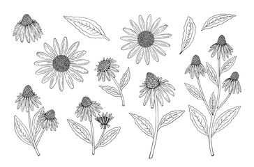 Echinacea purpurea herb. Purple flowers and leaves. Aurvedic and Medical  immunostimulant plant. Hand drawn vector sketch illustration isolated on white background. - obrazy, fototapety, plakaty