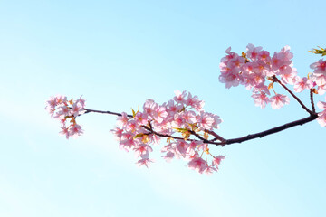 桜が開花し、春本番となる。空気はまだ冷たいが。太陽の温もりを感じる。
