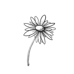 Chamomile. Flower daisy wild plant. Hand draw sketch. Vector illustration.