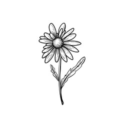 Chamomile. Flower daisy wild plant. Hand draw sketch. Vector illustration.