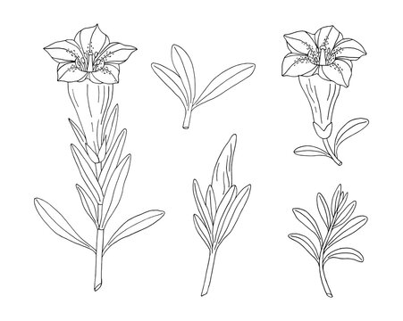 Gentian flower set. Montain wildflower. Hand drawn sketch. Vector drawing isolated on white background.