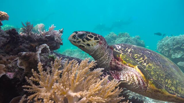 Exciting diving off Mafia Island. Tanzania. Africa.