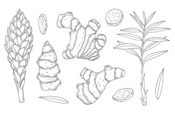 Ginger. Root, plant and flower. Hand drawn vector sketch illustration.