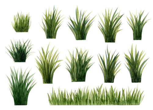 Set of  green watercolor marsh  tuft of grass (reed, cattail, tussocks). Illustration isolated  on white background.