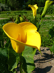 Eine goldene Calla, fotografiert im botanischen Garten in Wien.