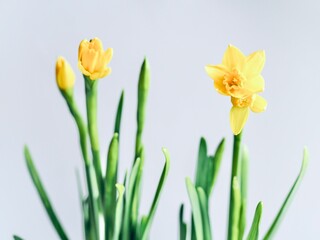 Obraz premium Hello Spring. Beautiful fresh yellow daffodil flowers on light grey background. Spring flowers in soft morning sunlight. Greeting cards. Spring bouquet flowers. Close up
