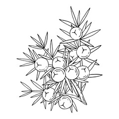 Juniper berries on a branch with green leaves. Vector hand drawing isolated on a white background.