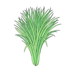 Lemongrass or citronella bush.  Hand drawn vector outline sketch illustration.