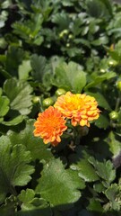 A Photo of a Chrysanthemum Flower