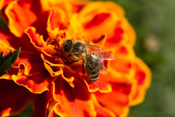 Bee collects pollen on marigold flowers close up. Shallow focus