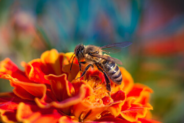 Bee on a marigold flower close up