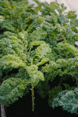 green kale garden 