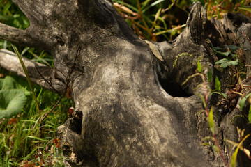 Old dry tree root close up