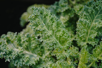 closeup kale curly leaves 